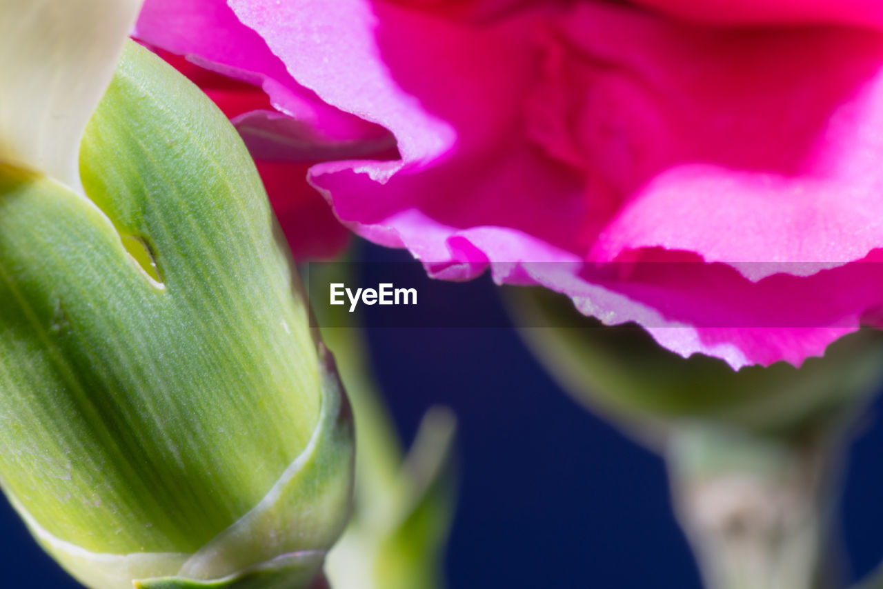 CLOSE-UP OF PINK FLOWER WITH WATER