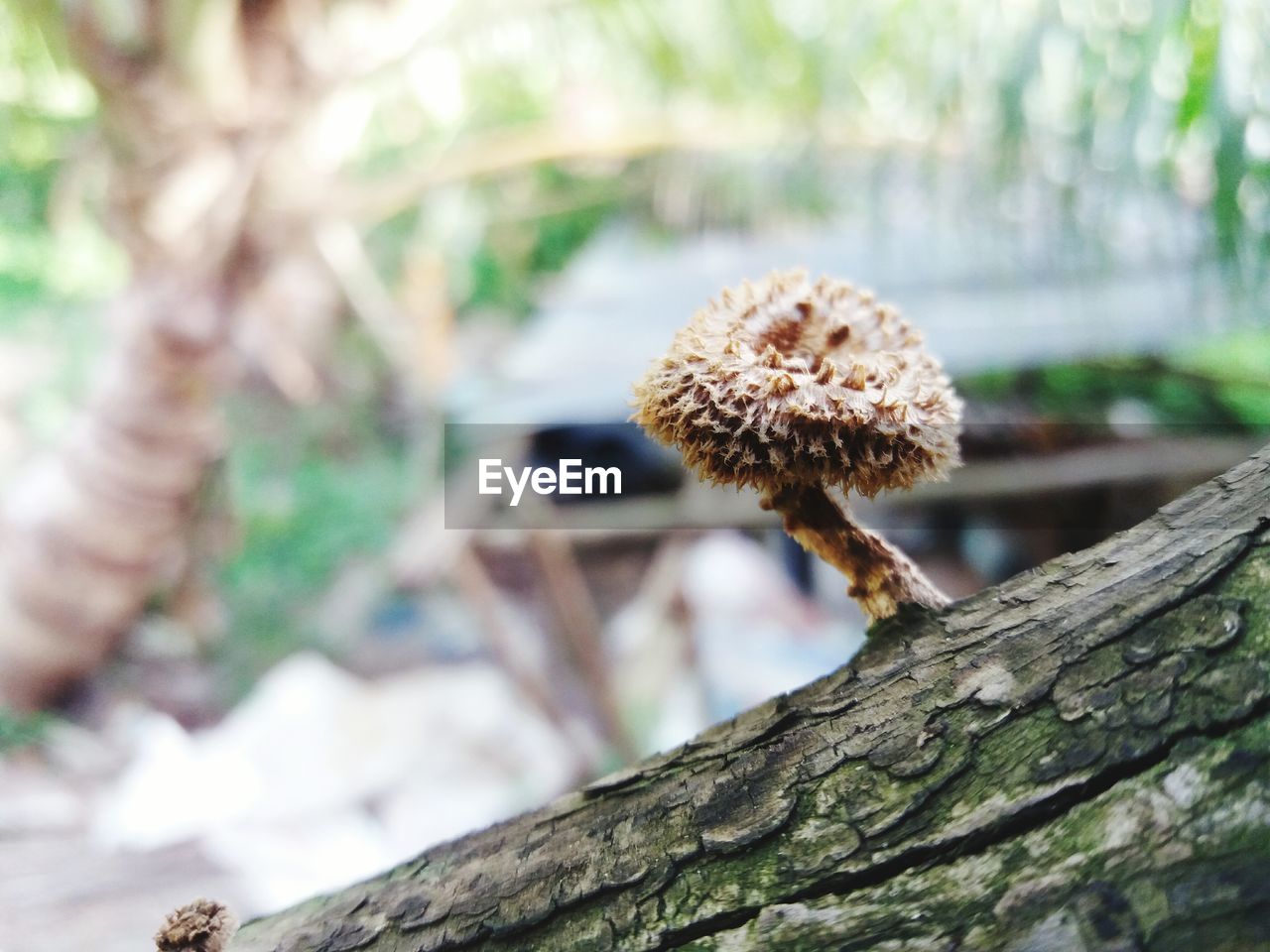 CLOSE-UP OF MUSHROOM