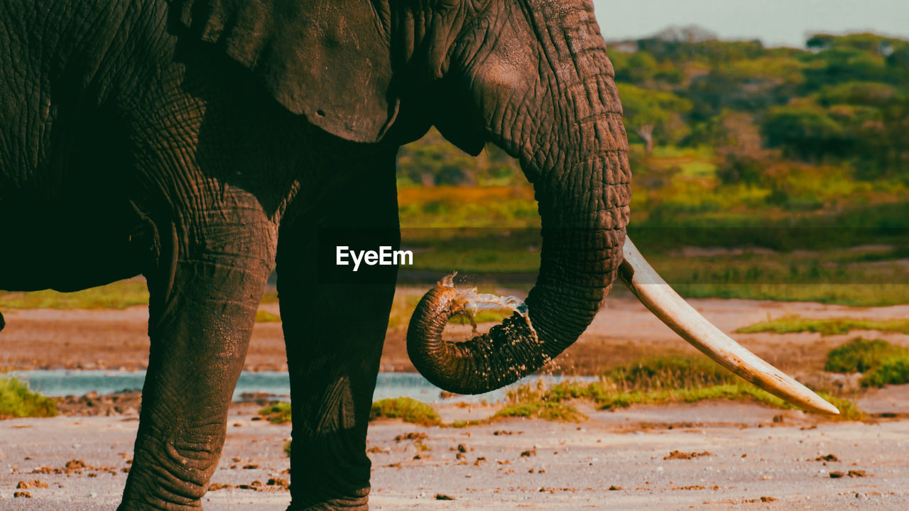 Wild african elephant trunk closeup drinking water