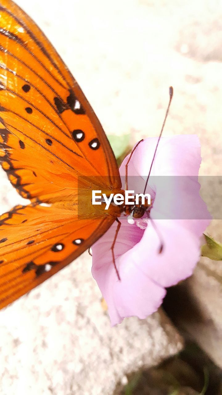 CLOSE-UP OF BUTTERFLY PERCHING ON ORANGE LEAF