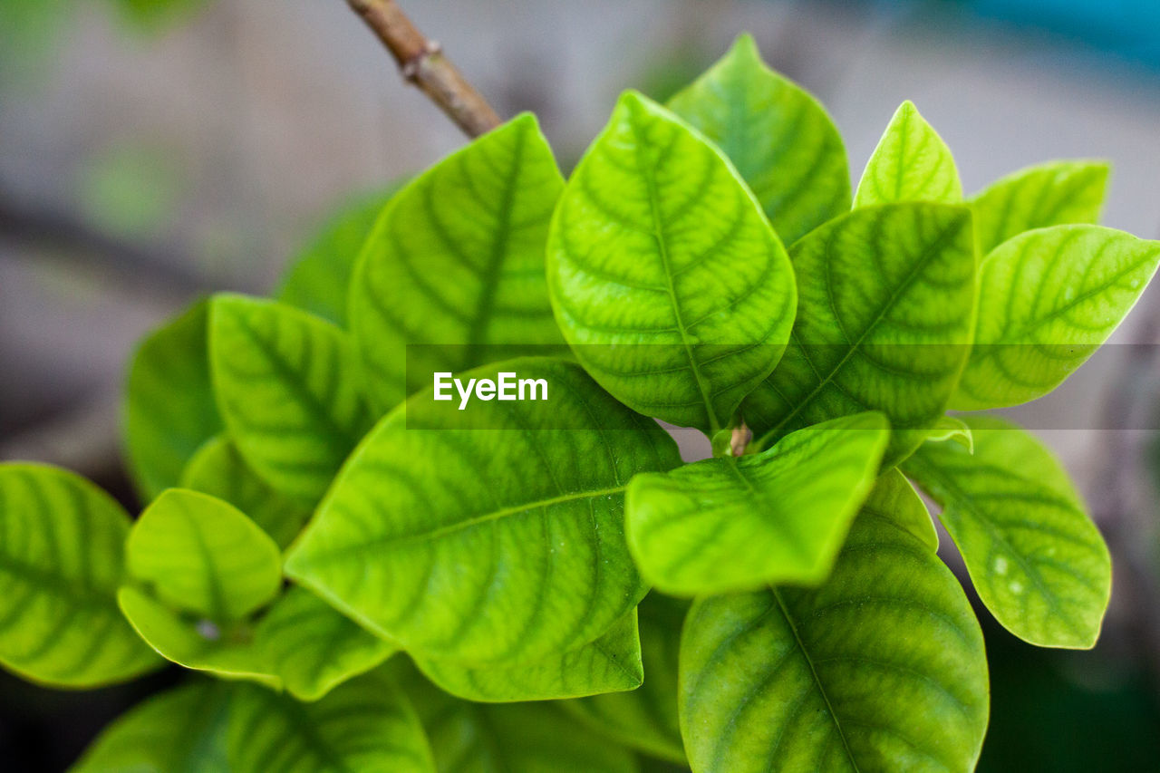 Close-up of green leaves