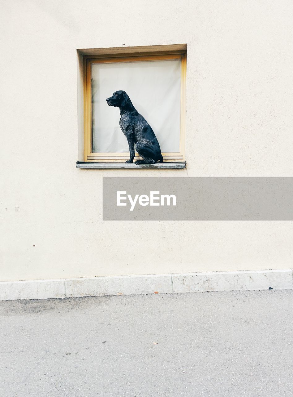 Dog sitting on window sill