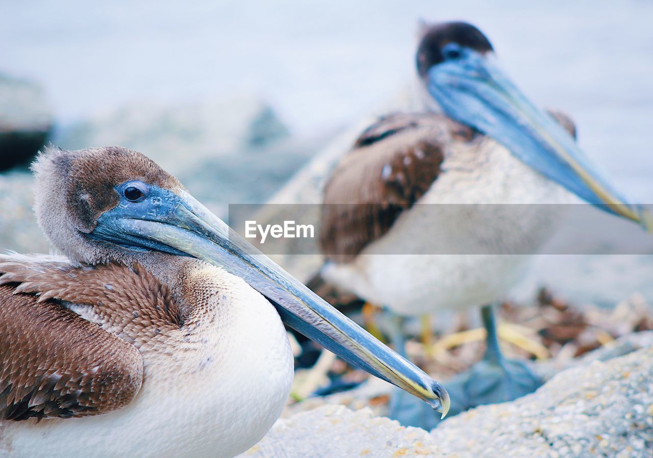 Close-up of birds on rock