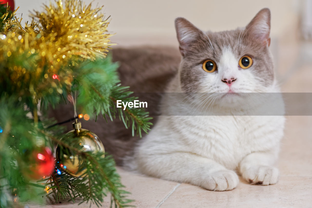Portrait of cat lying down beside christmas tree