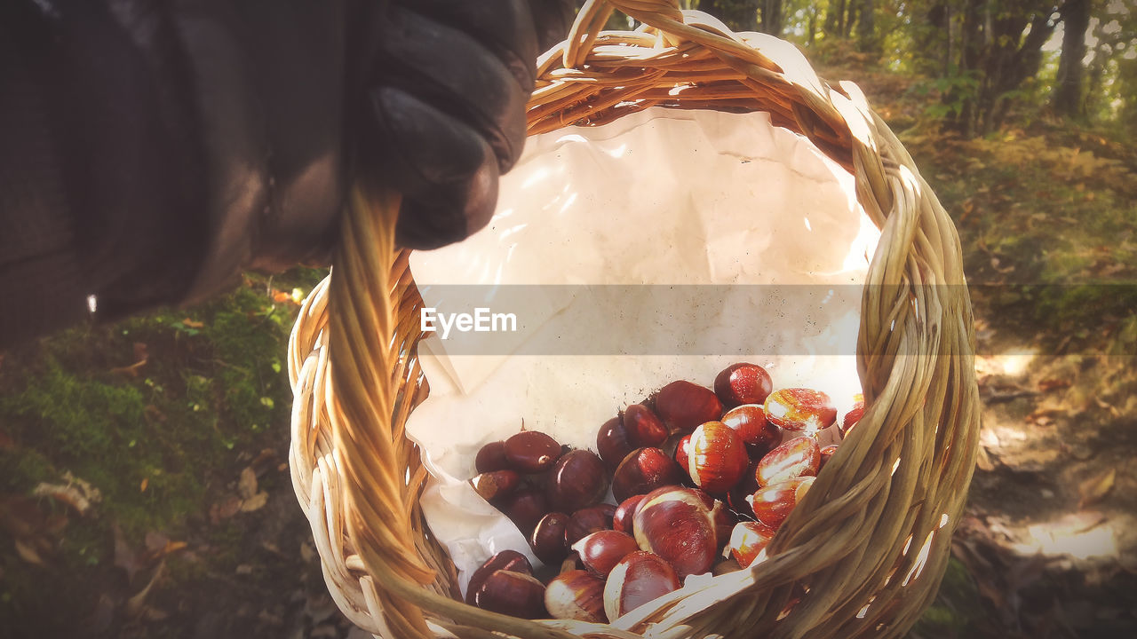 food, food and drink, container, basket, freshness, healthy eating, nature, fruit, flower, wellbeing, day, autumn, plant, close-up, tree, outdoors, sunlight, land, one person, leaf, high angle view