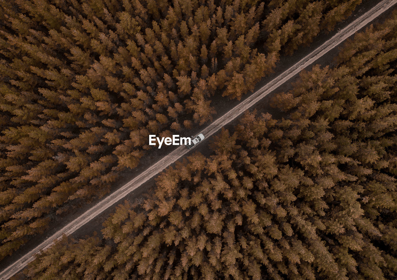 Aerial view of car on road amidst forest