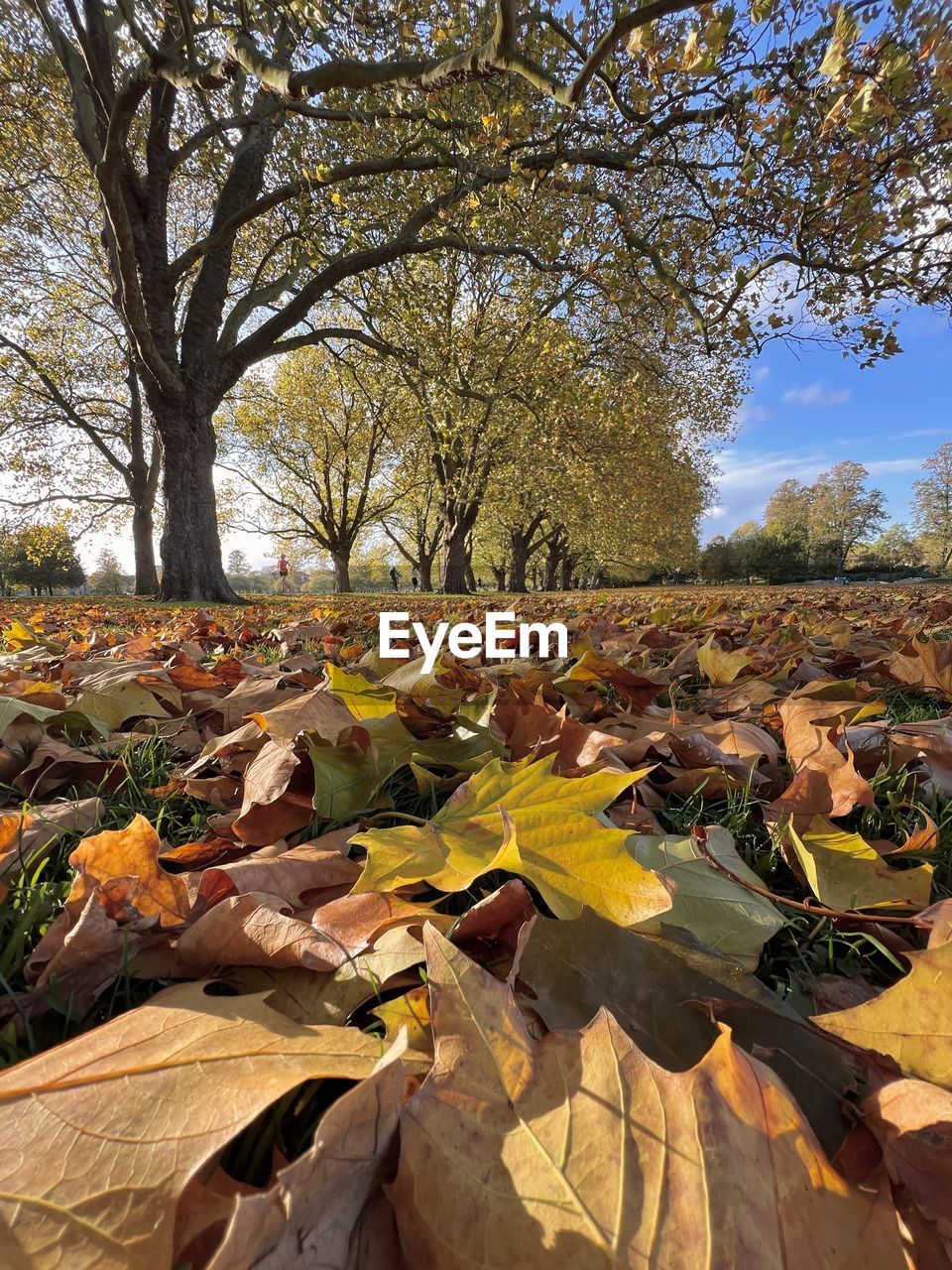 LEAVES ON TREE AGAINST SKY