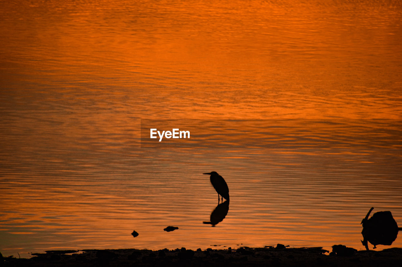 Bird silhouette against orange sunrise reflection