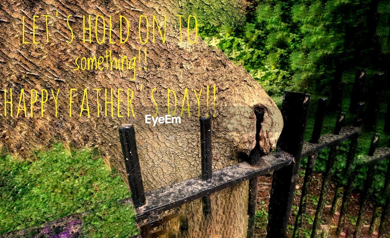 CLOSE-UP OF TREE TRUNK