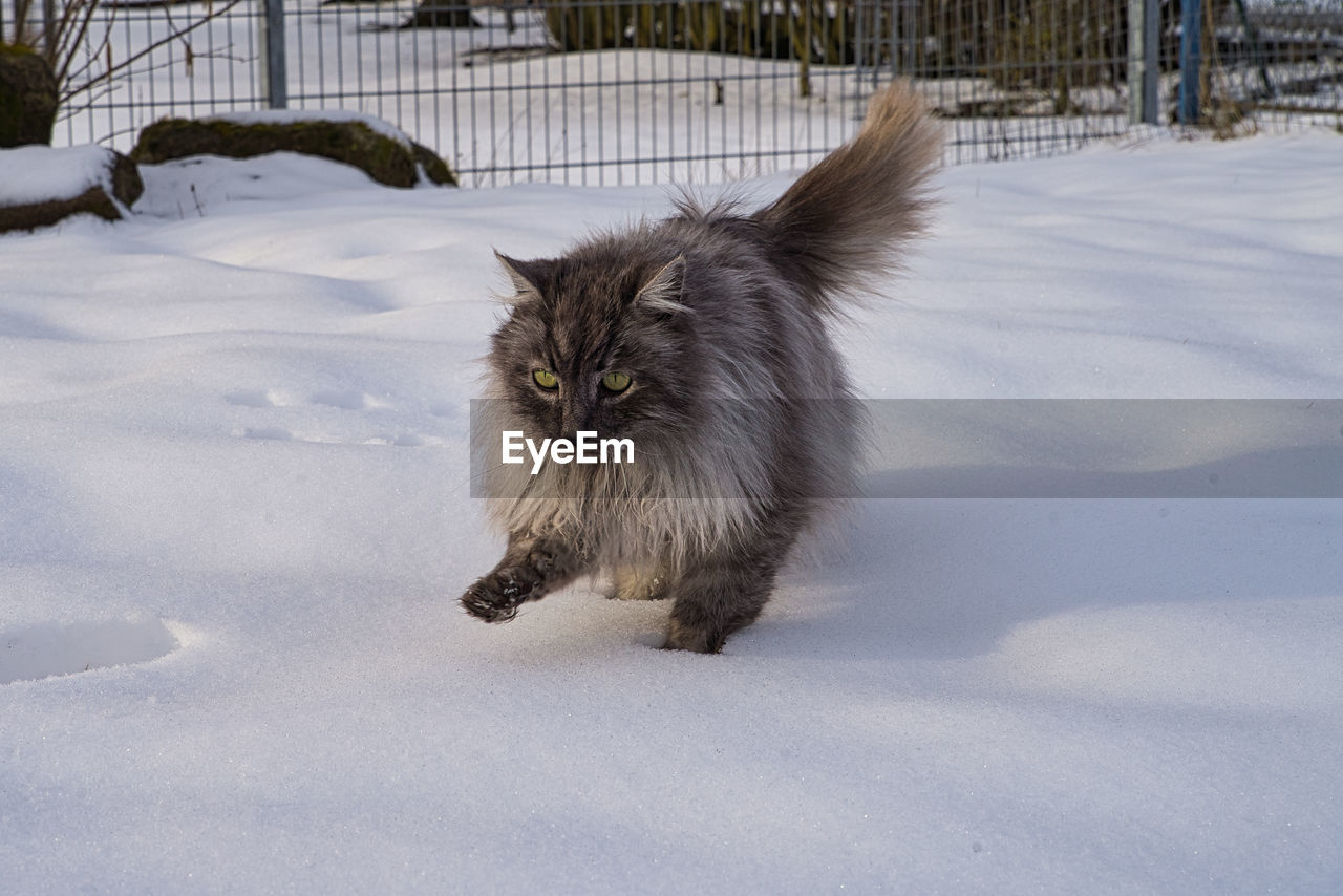 CAT IN SNOW COVERED FIELD