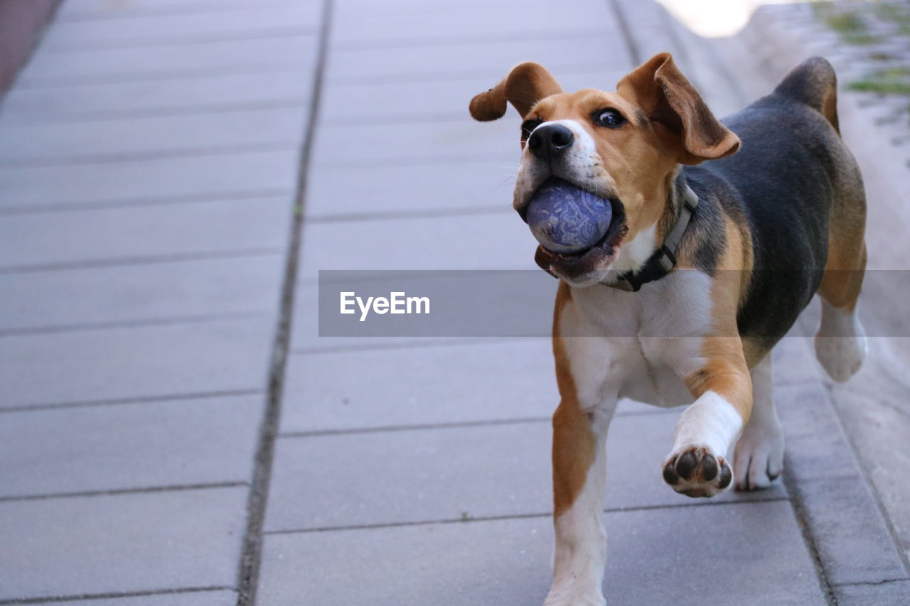 Playful beagle carrying ball while running on footpath