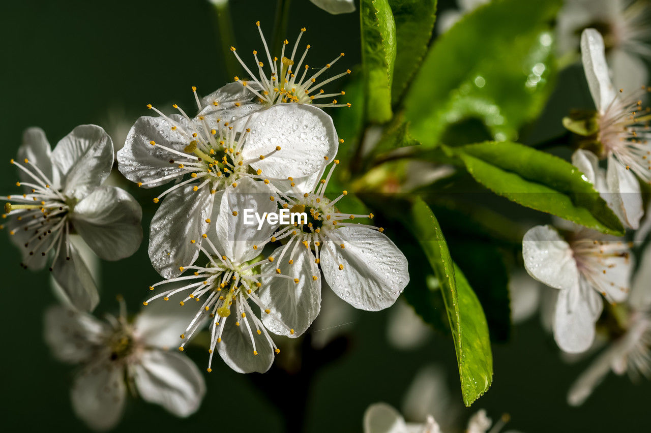 plant, flower, blossom, flowering plant, nature, macro photography, close-up, beauty in nature, branch, produce, freshness, growth, white, food, no people, wildflower, fragility, shrub, flower head, springtime, focus on foreground, green, tree, outdoors, food and drink, botany, plant part, leaf, inflorescence, petal, animal wildlife, selective focus, pollen