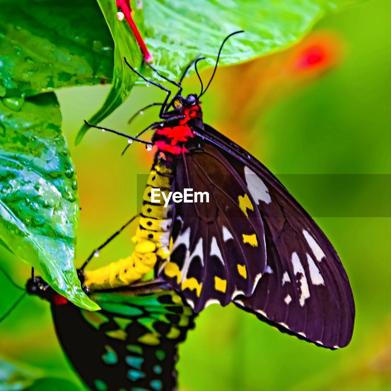 Close-up of butterfly pollinating flower