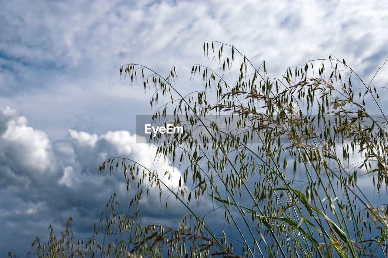 Low angle view of plants against cloudy sky