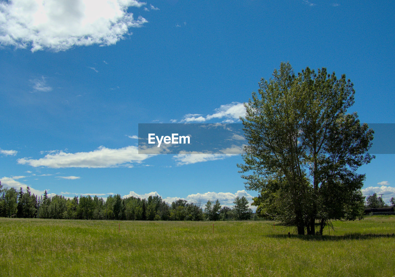 Trees on field against sky, inglewood bird sanctuary, calgary, canada 