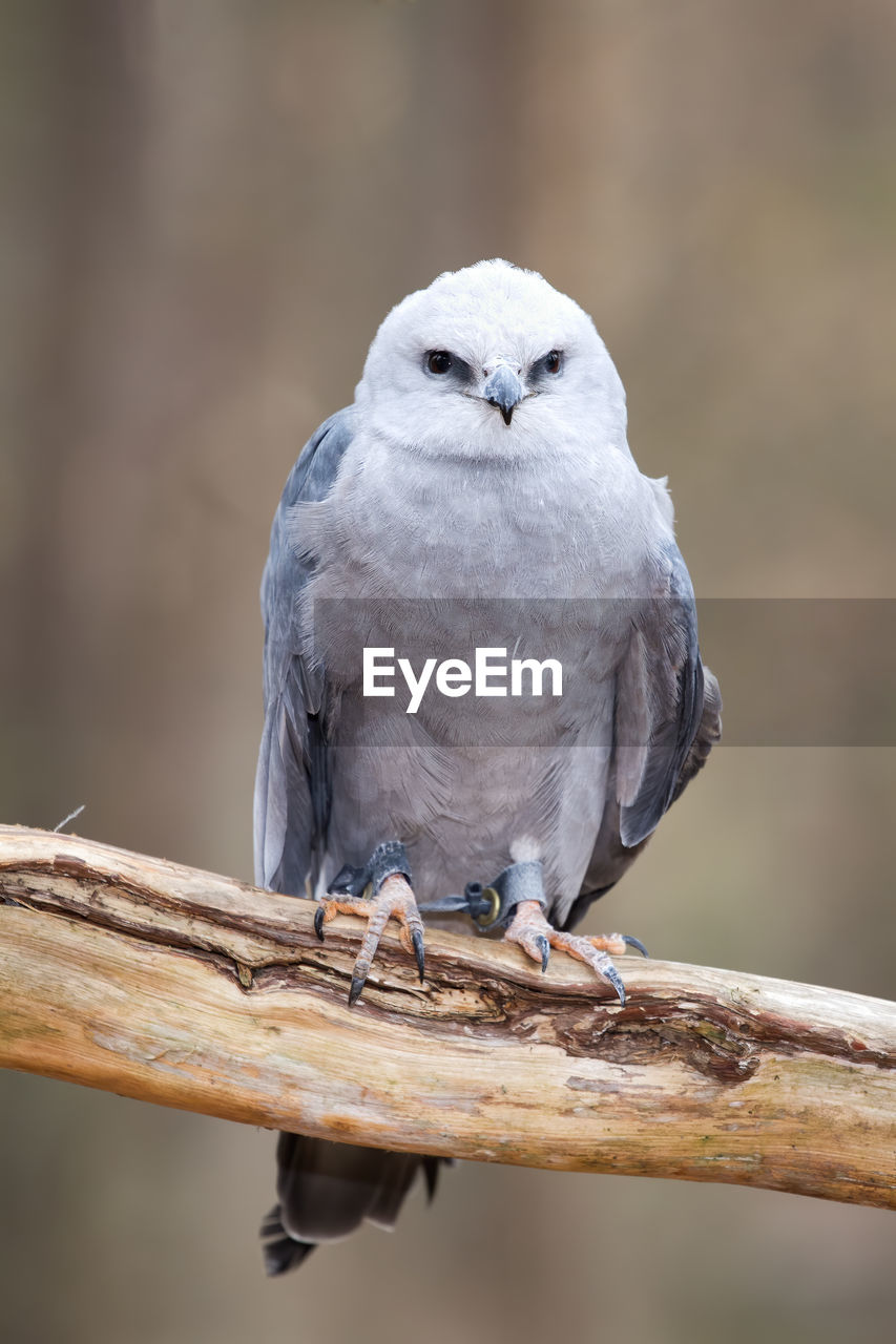 A portrait of a mississippi kite