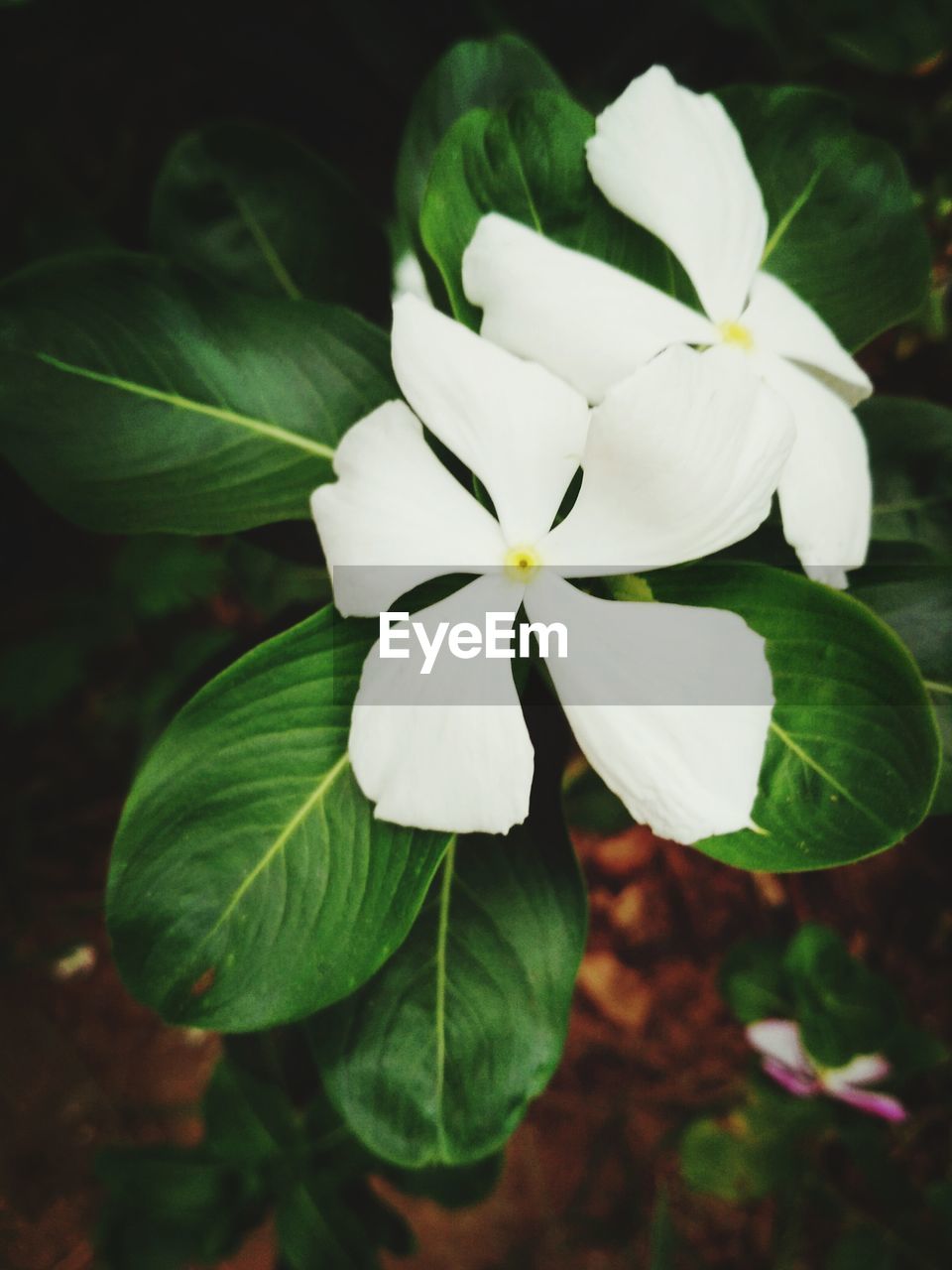 CLOSE-UP OF WHITE FLOWER BLOOMING