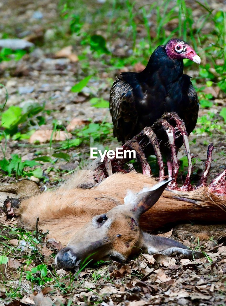 CLOSE-UP OF A BIRD ON LAND