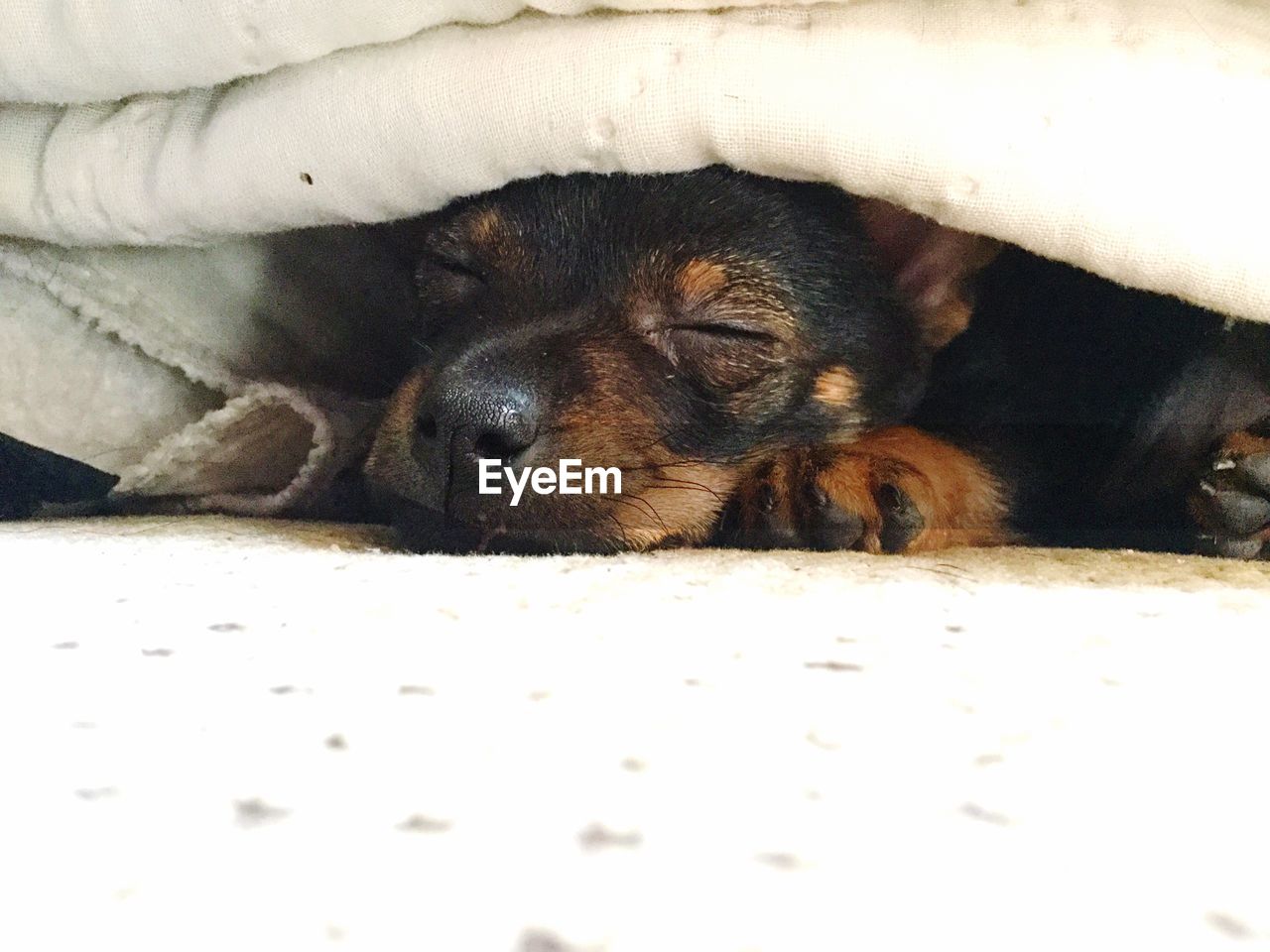 Close-up of puppy lying down on bed