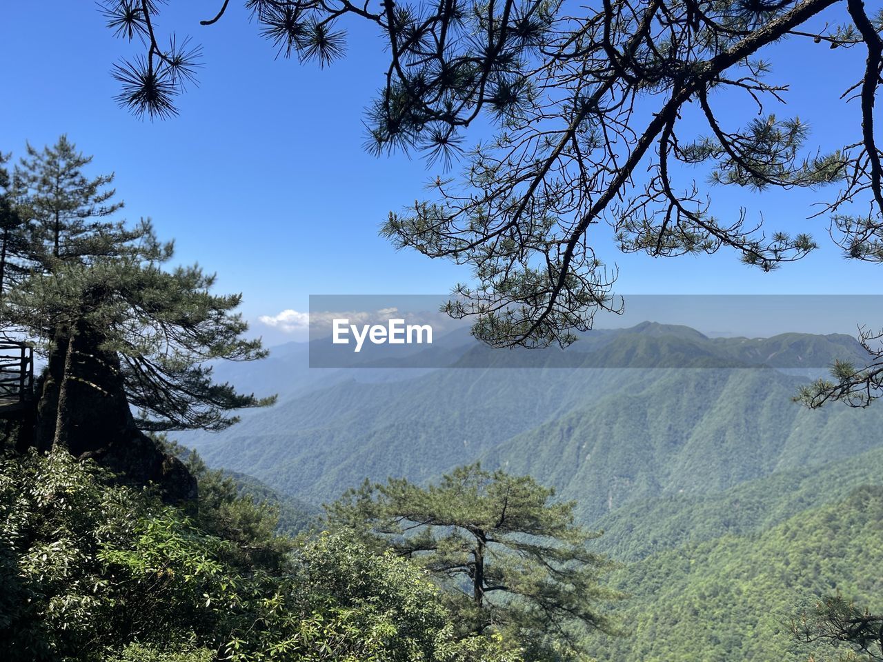 VIEW OF TREES ON MOUNTAIN