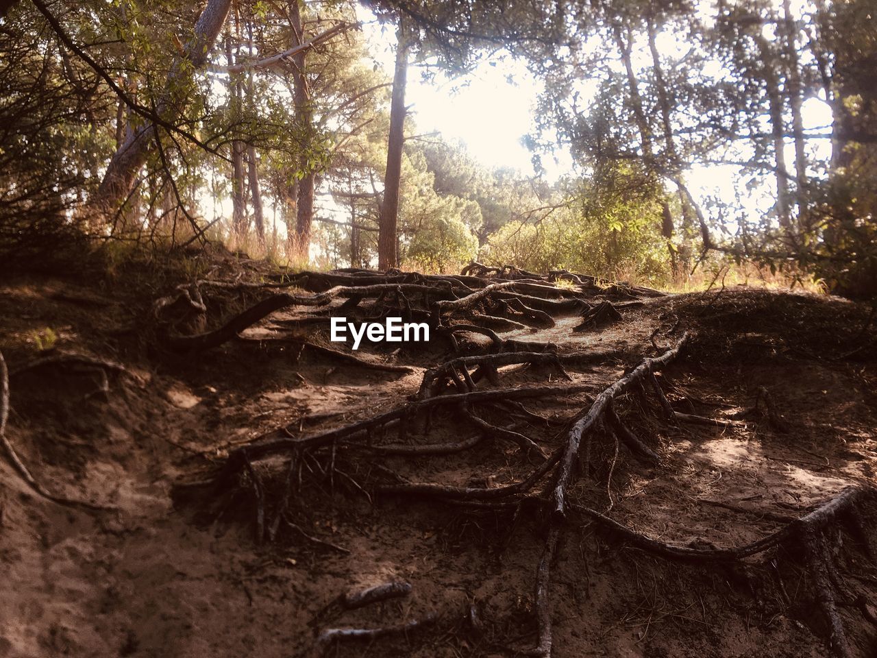 VIEW OF TREE TRUNKS IN FOREST