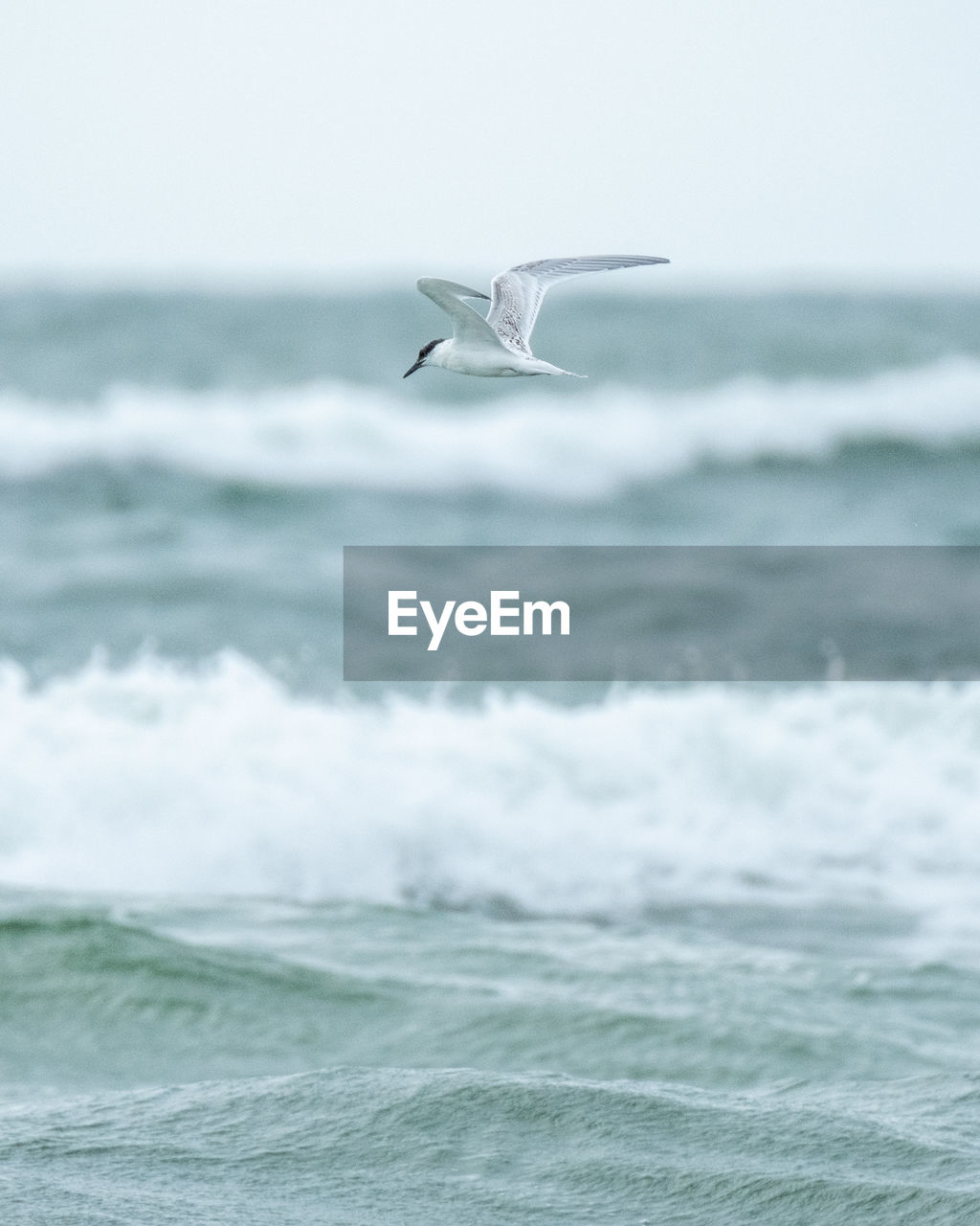 Hunting tern flying over sea