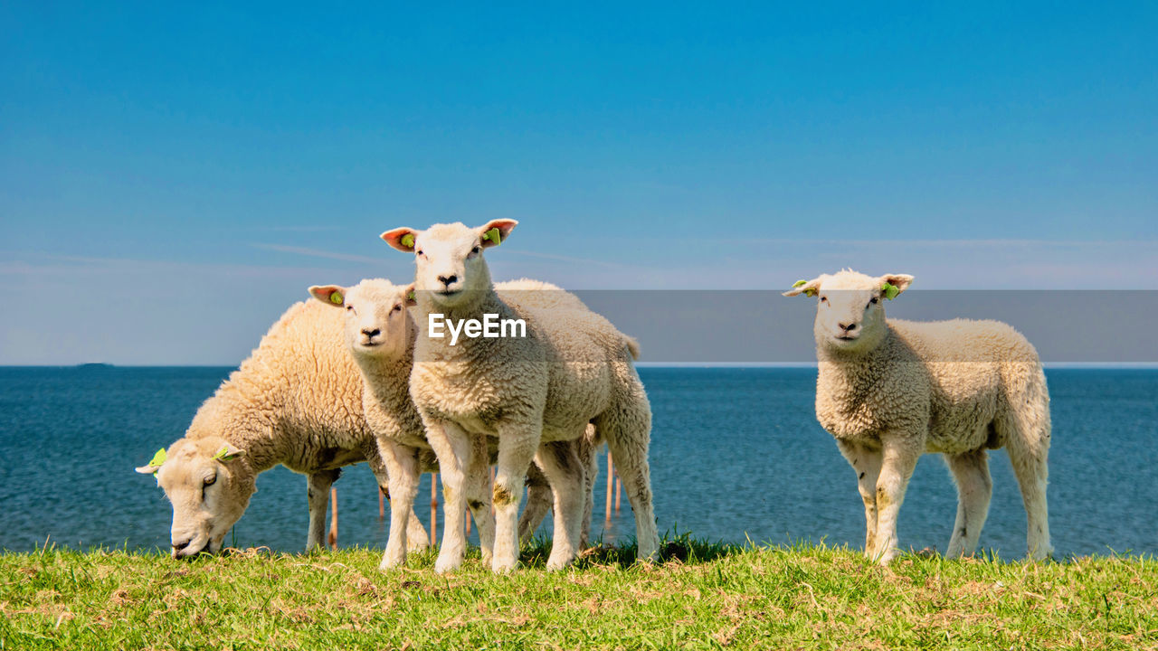 sheep on field