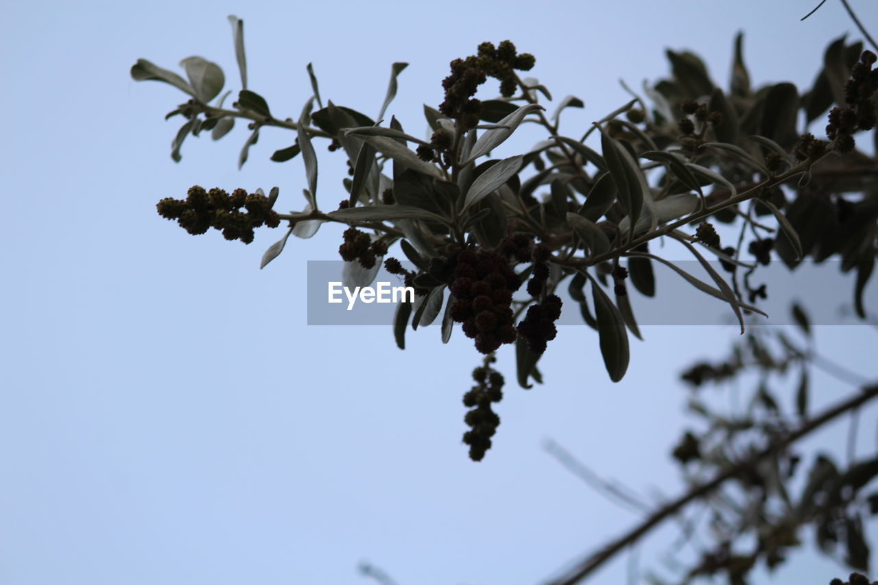 LOW ANGLE VIEW OF FLOWERING TREE AGAINST CLEAR SKY