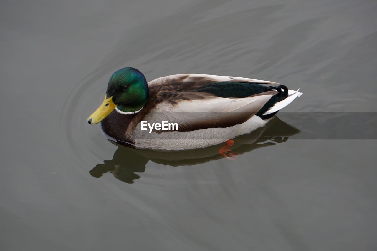 High angle view of mallard duck swimming on lake