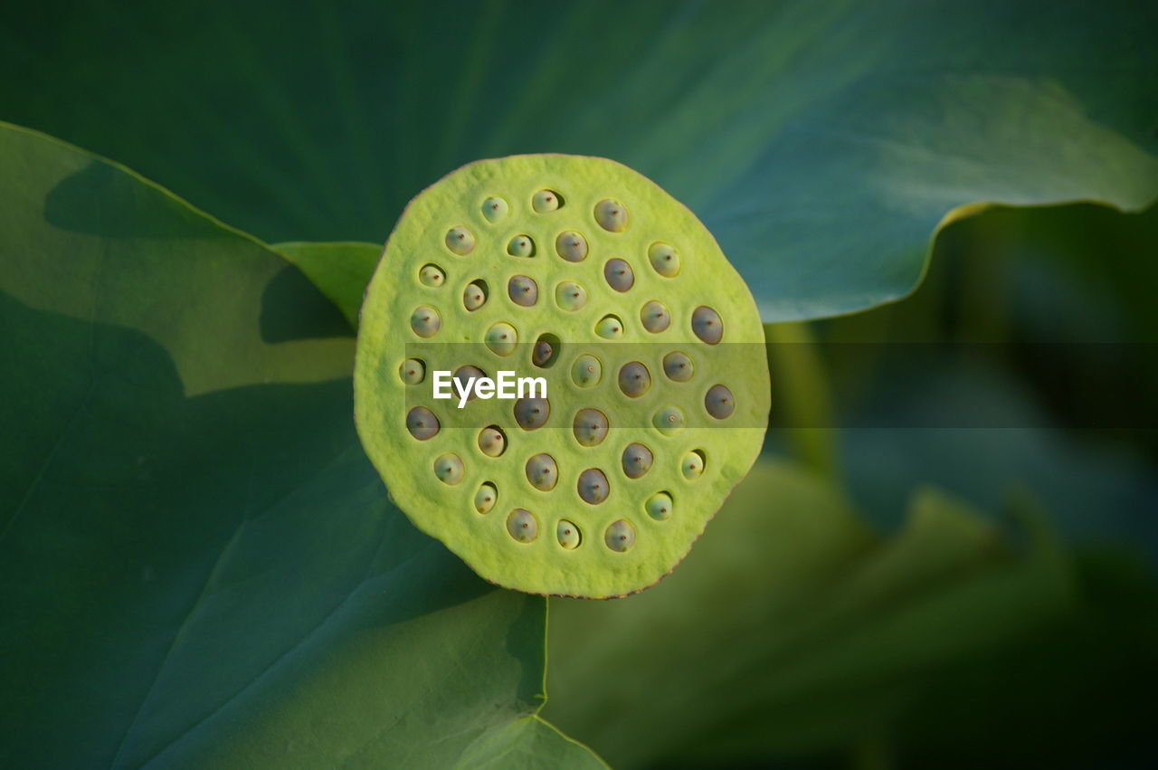 CLOSE-UP OF LILY IN WATER