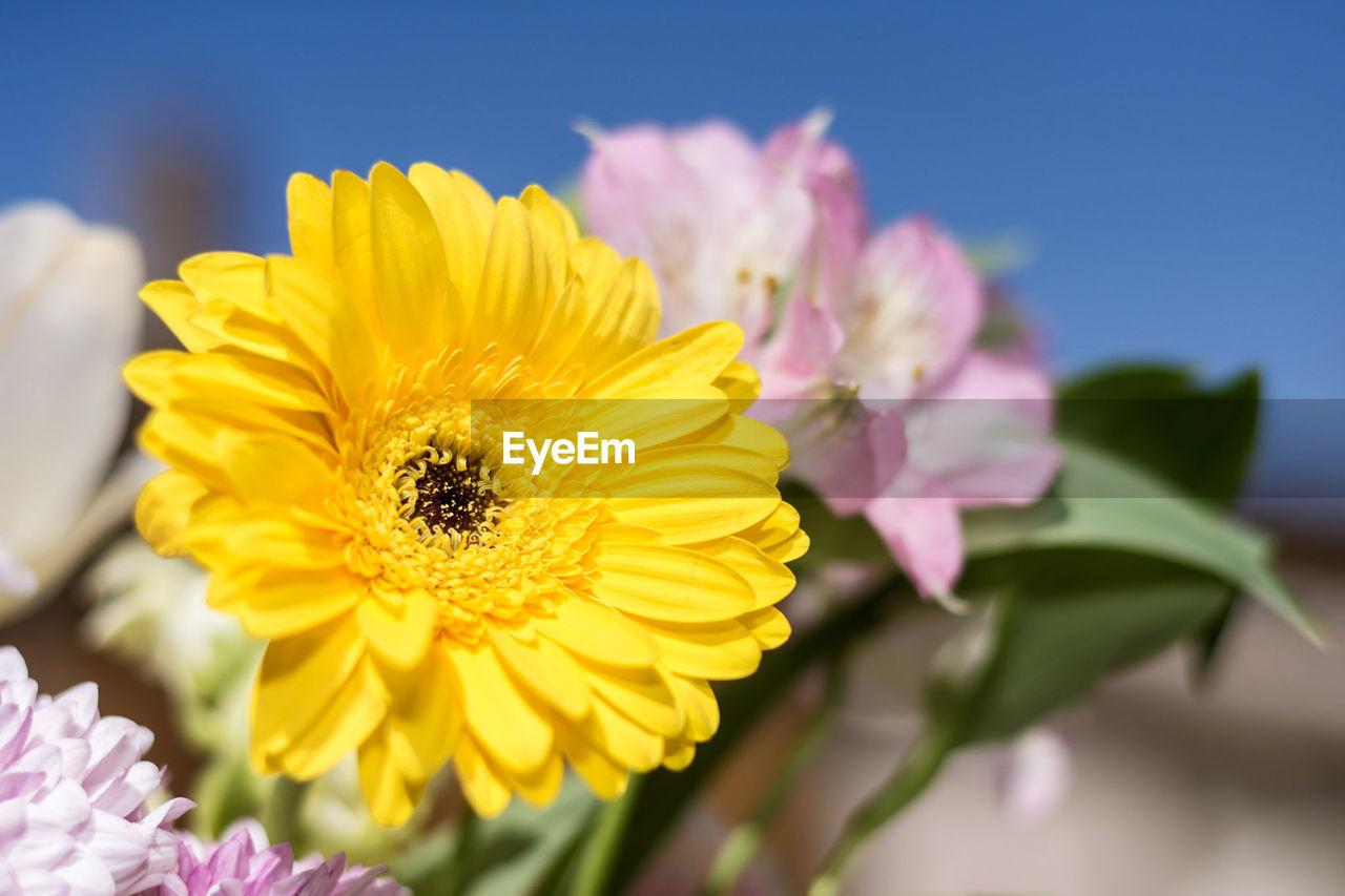 CLOSE-UP OF BEE POLLINATING YELLOW FLOWER