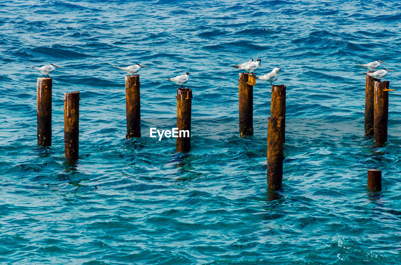 Wooden posts in sea