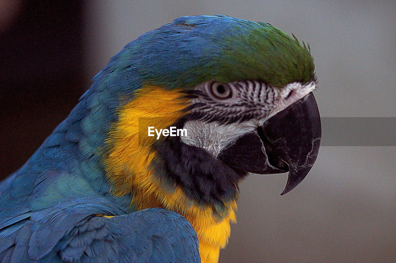 CLOSE-UP OF BLUE PARROT PERCHING ON BRANCH