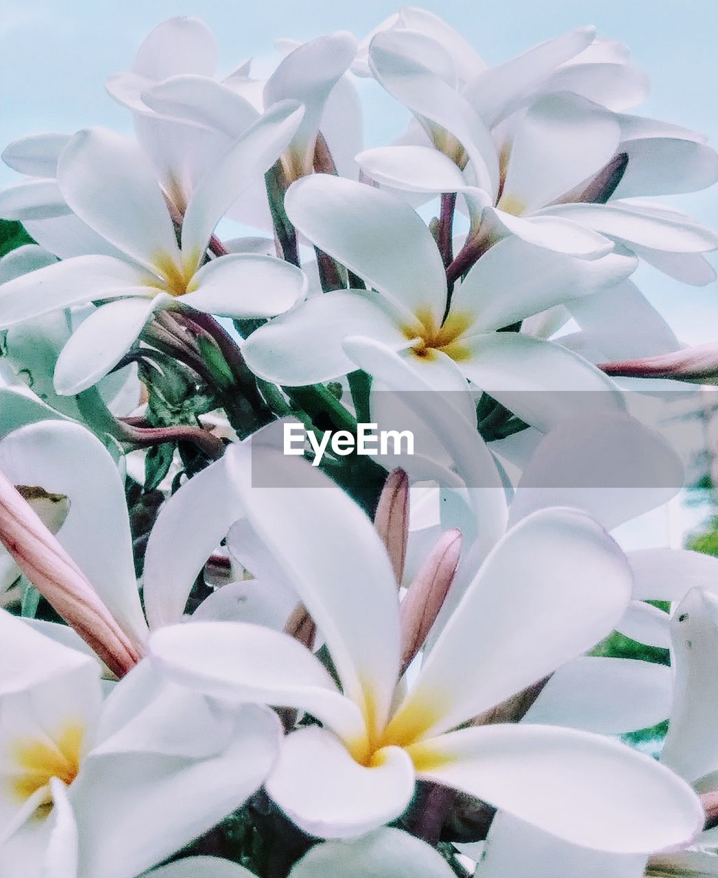 Close-up of white frangipani flowers