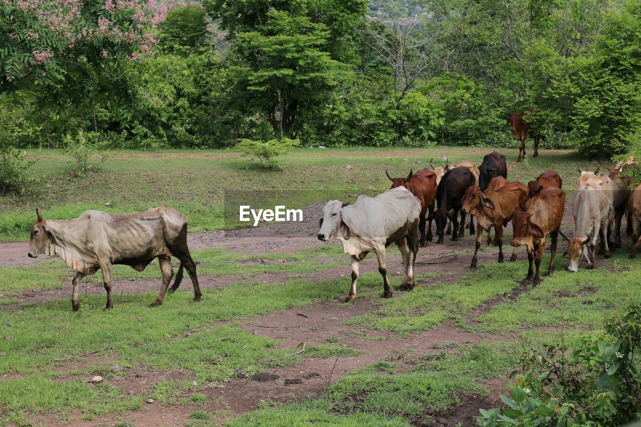 HORSES ON A FIELD