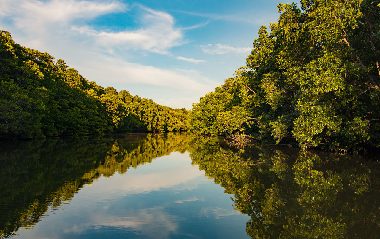 REFLECTION OF TREE IN LAKE AGAINST SKY