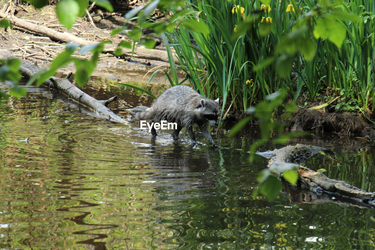 DUCKS SWIMMING ON LAKE