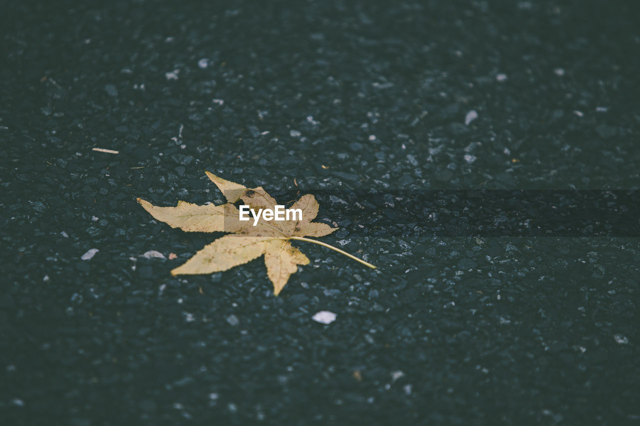 CLOSE-UP OF MAPLE LEAF ON WET ROAD