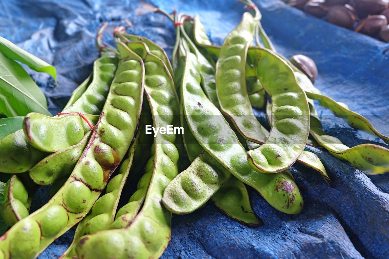 CLOSE-UP OF SUCCULENT PLANTS