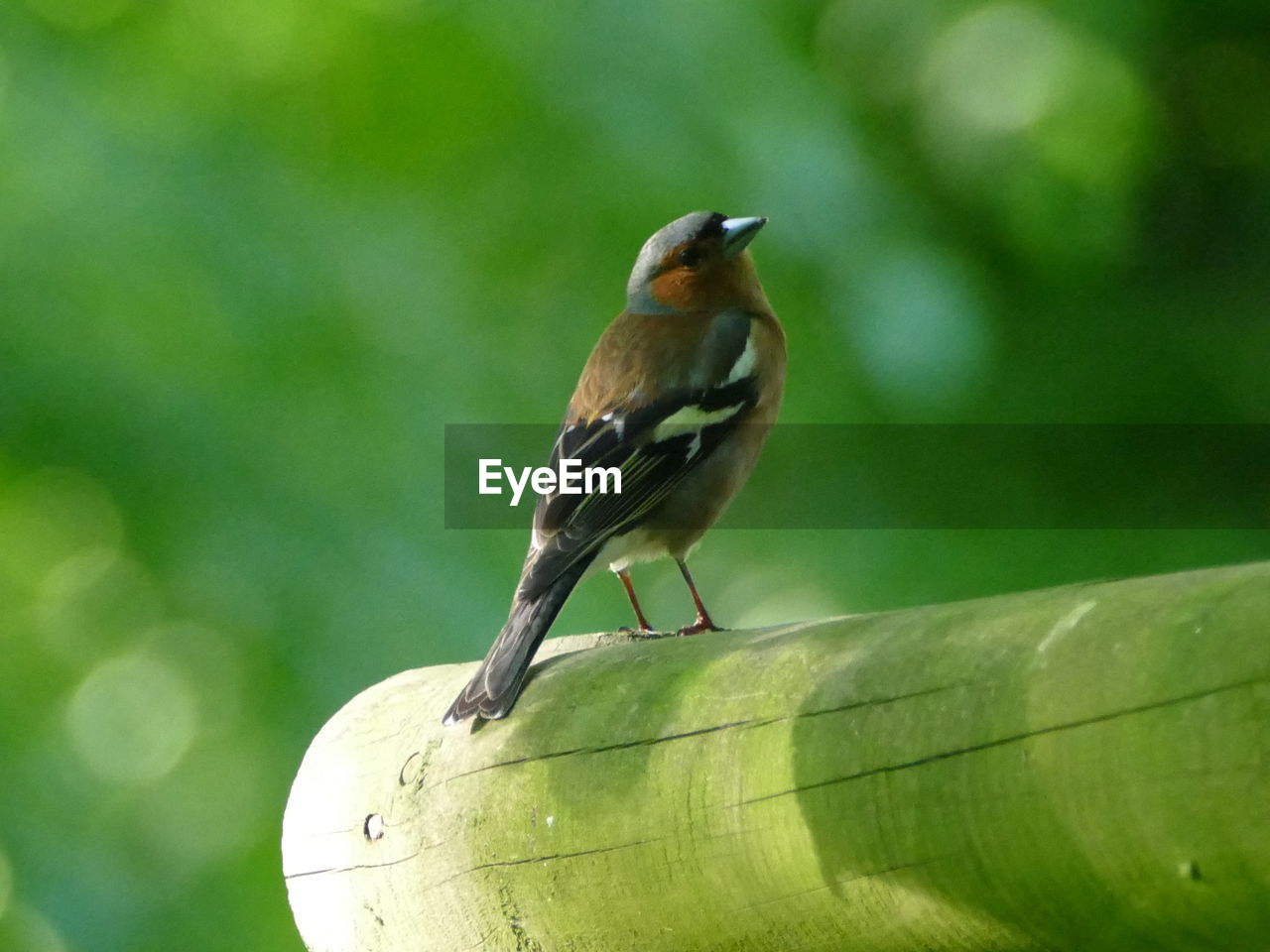 CLOSE-UP OF BIRD PERCHING ON LEAF