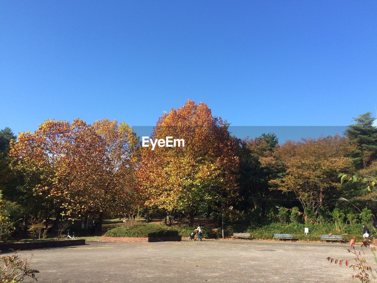 Trees in park during autumn against clear blue sky