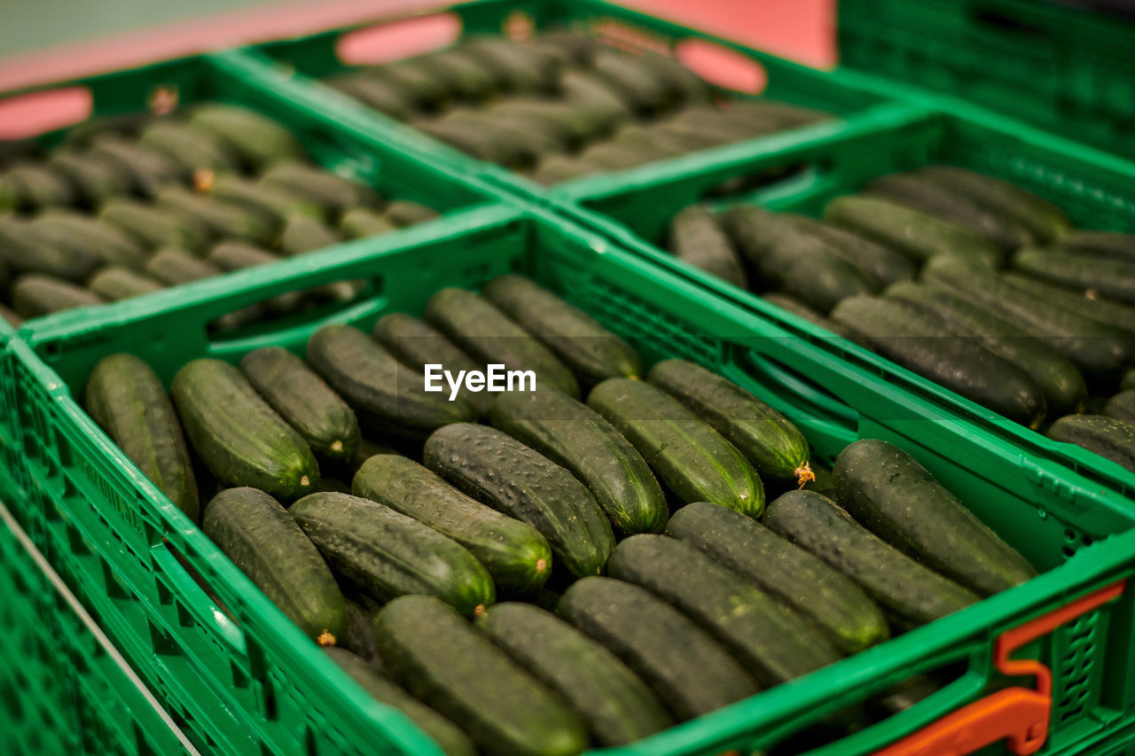 Ripe tasty cucumbers placed in rows in plastic boxes and stacked in facility of agricultural farm