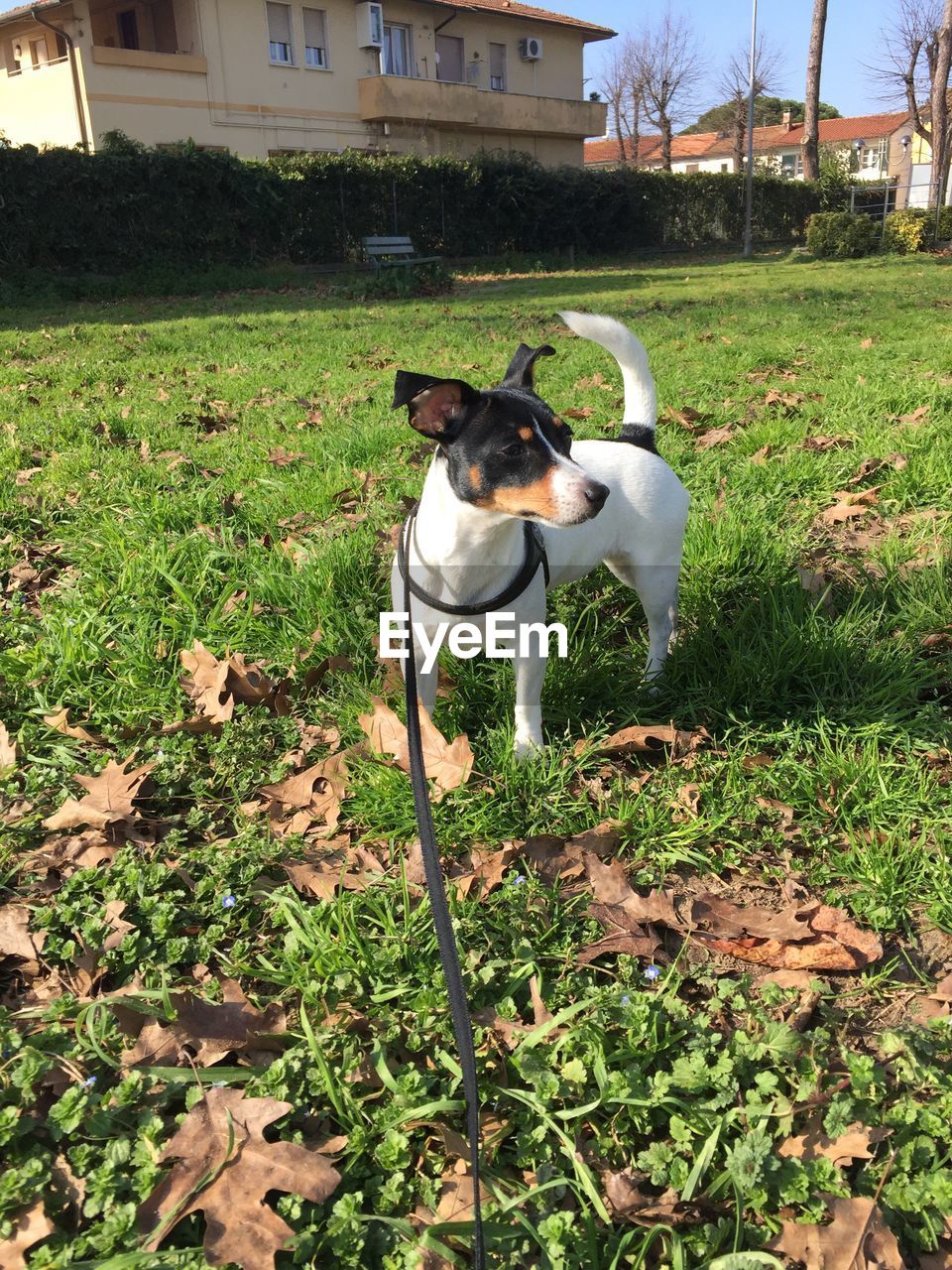 DOG STANDING IN GRASS