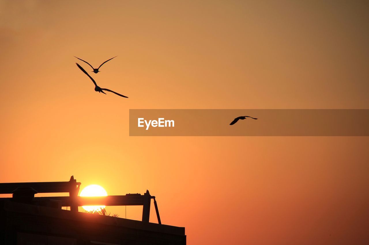 Silhouette of birds flying in sky during sunset