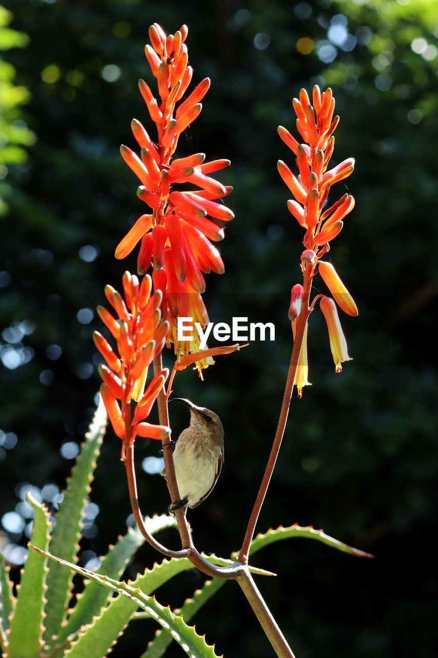 CLOSE-UP OF RED FLOWERING PLANT AGAINST ORANGE TREE
