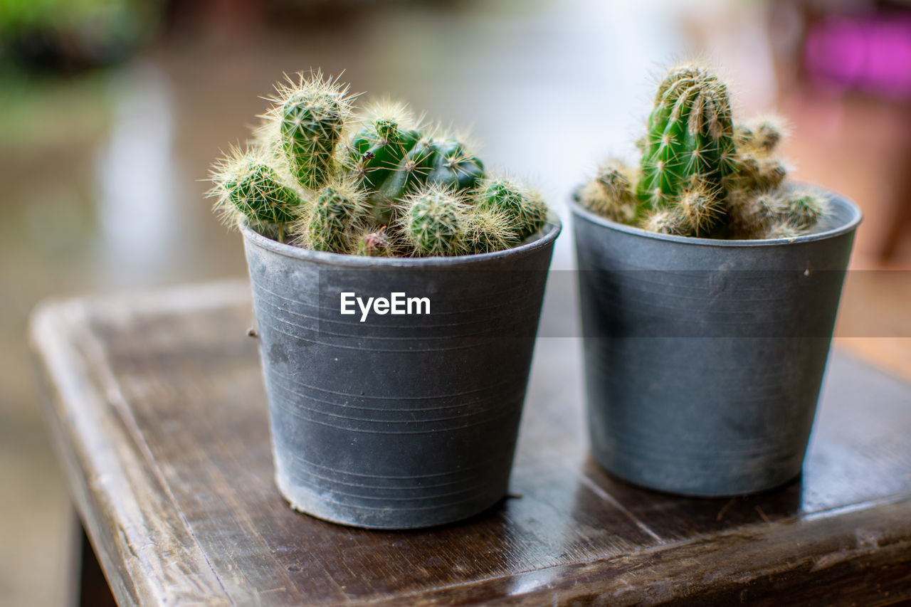 Close-up of cactus plant in pot