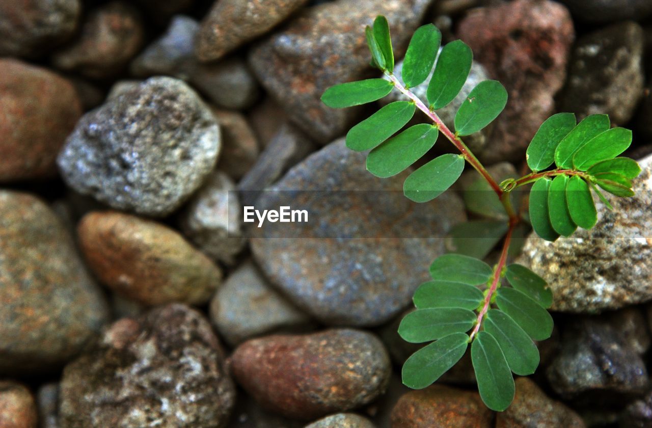 High angle view of plant growing on field with stones