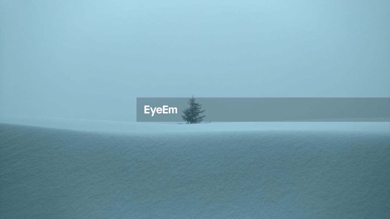 TREE AGAINST CLEAR SKY DURING WINTER