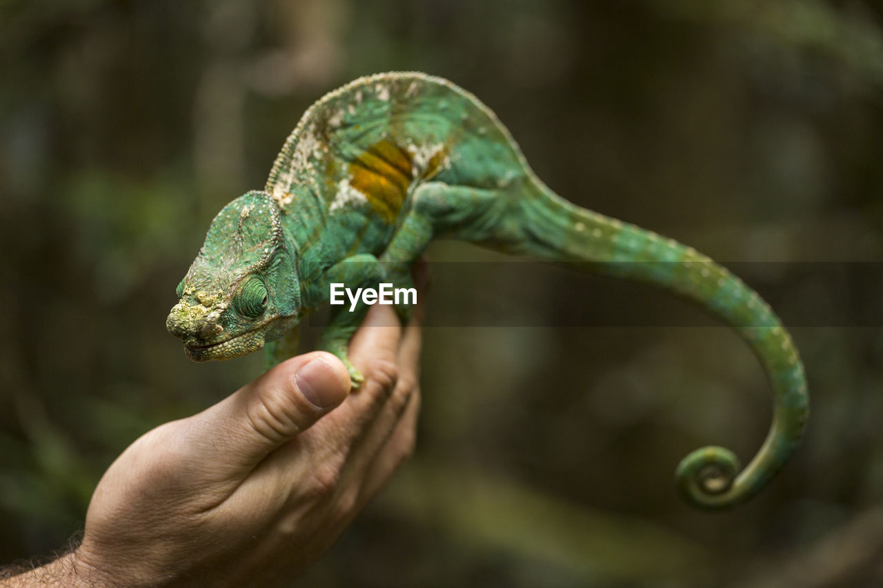 CLOSE-UP OF A HAND HOLDING A LIZARD