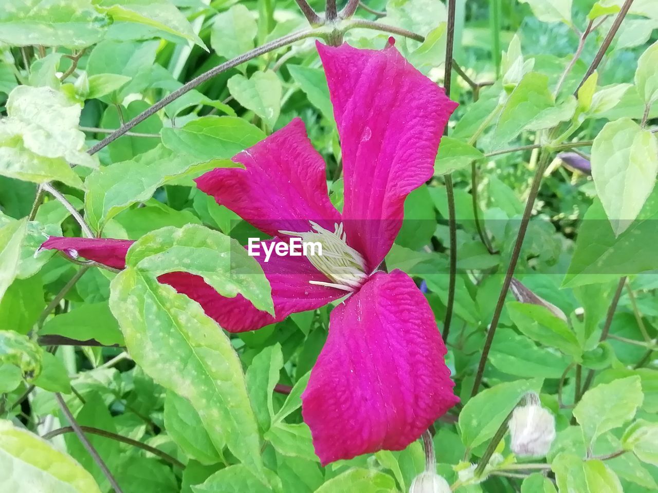 plant, plant part, leaf, growth, beauty in nature, flower, flowering plant, freshness, green, nature, fragility, petal, close-up, inflorescence, flower head, no people, day, pink, outdoors, botany